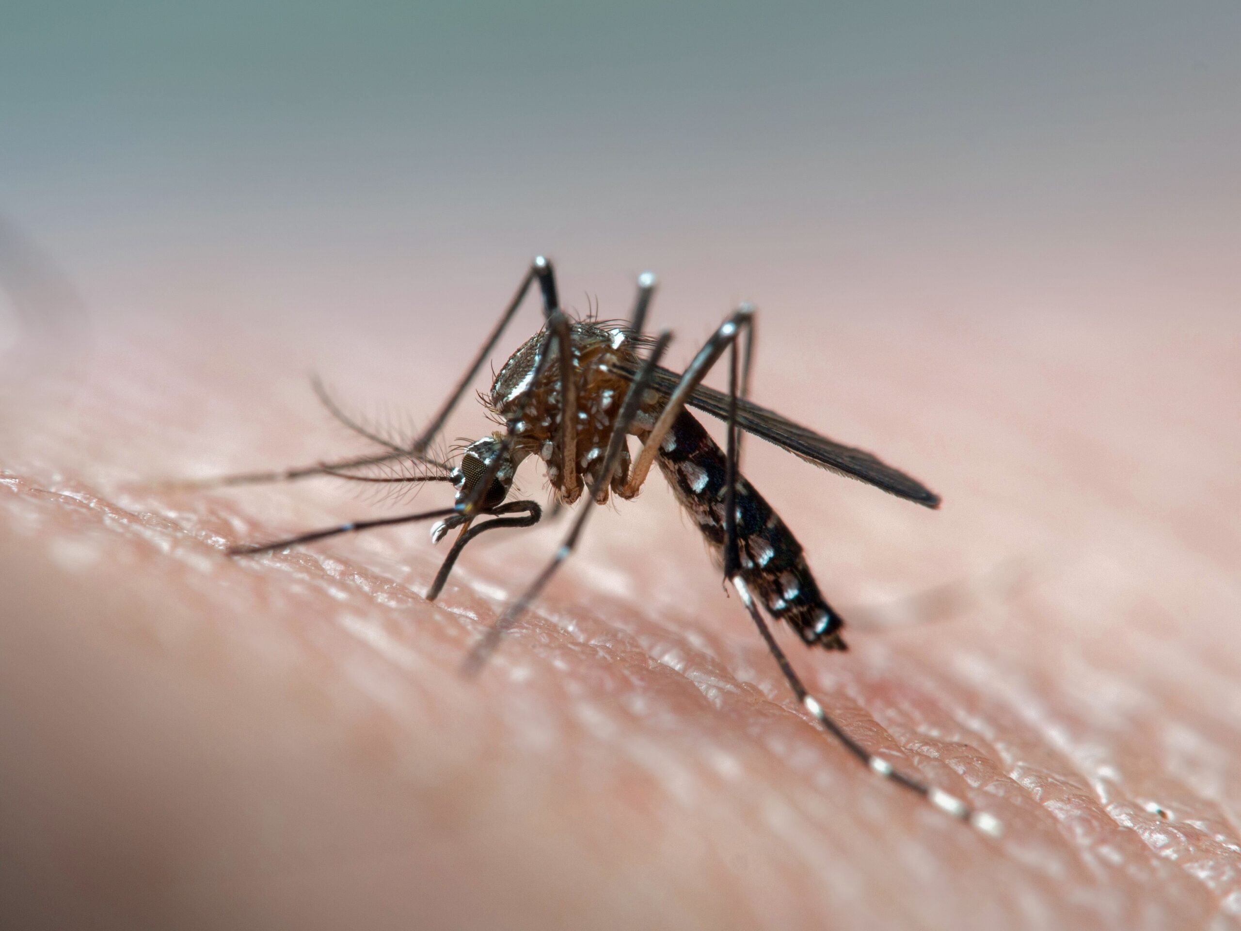 SE INTENSIFICAN LAS ACCIONES PARA LA PREVENCIÓN DEL DENGUE EN LA CIUDAD