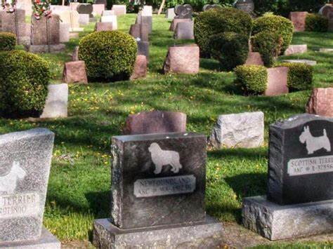 OCAÑA PROPUSO CREAR UN CEMENTERIO PÚBLICO DE ANIMALES