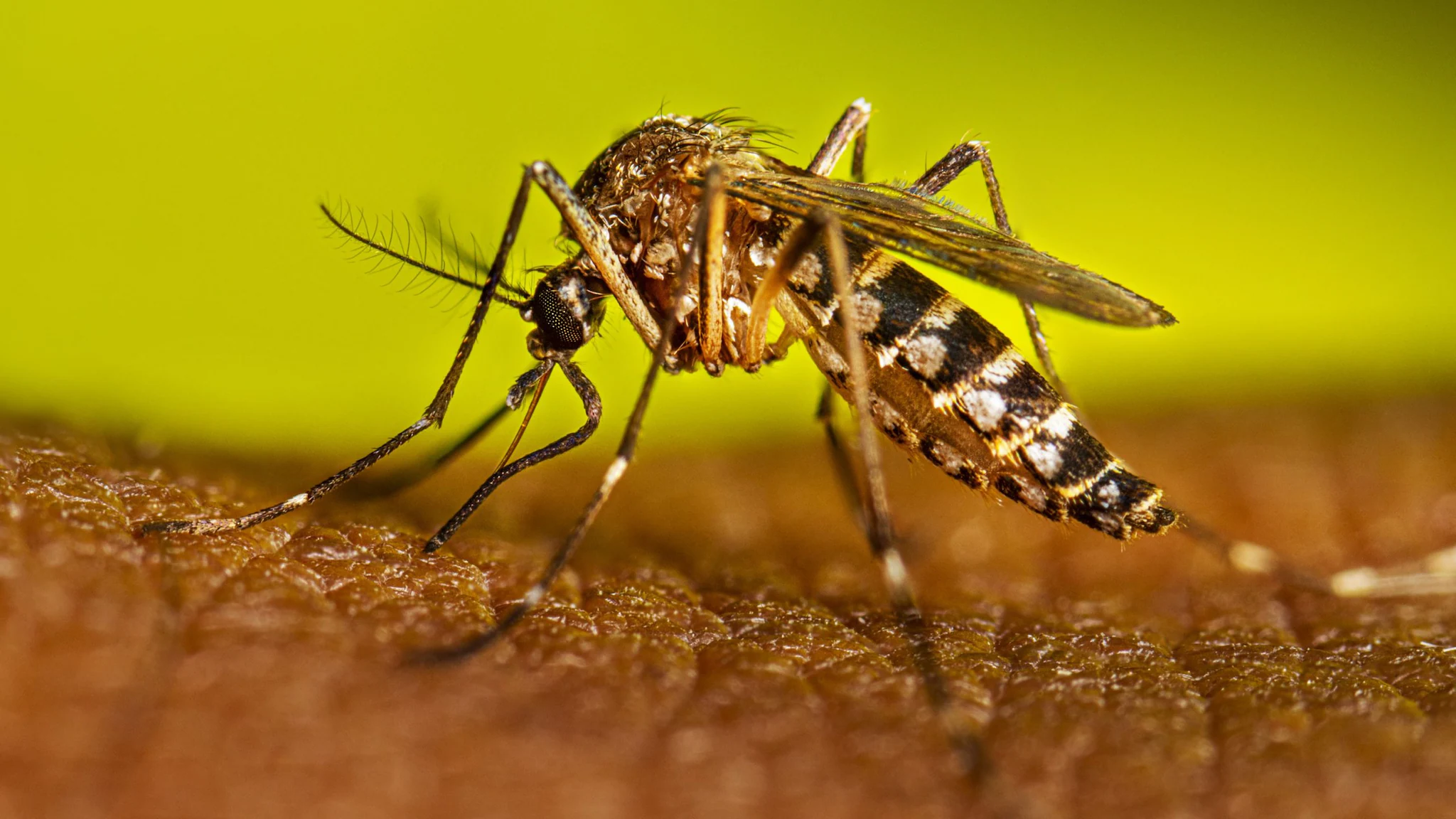 PREVENCIÓN DEL DENGUE