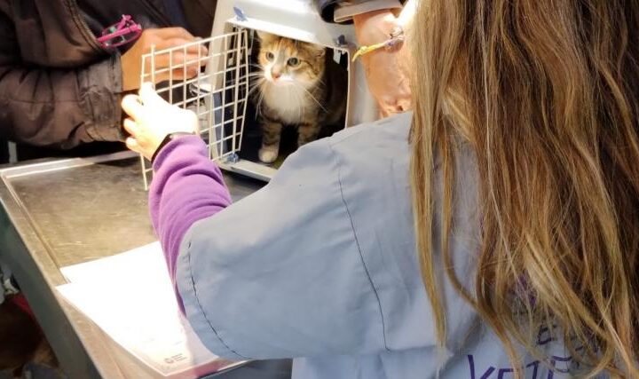 CASTRACIÓN Y VACUNACIÓN ANTIRRÁBICA GRATUITA PARA PERROS Y GATOS
