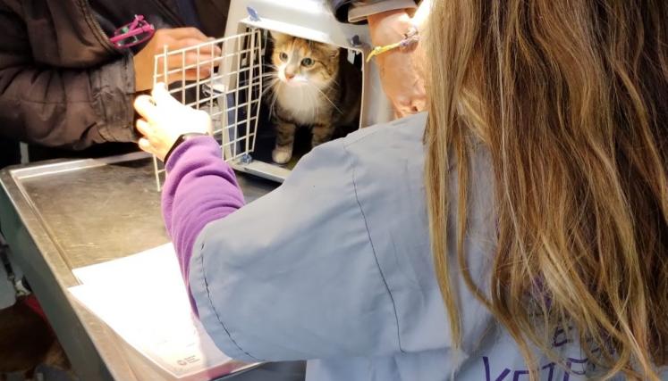 CASTRACIÓN Y VACUNACIÓN ANTIRRÁBICA GRATUITA PARA PERROS Y GATOS