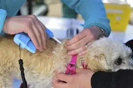 PROPONEN COLOCARLE UN MICROCHIP A LAS MASCOTAS