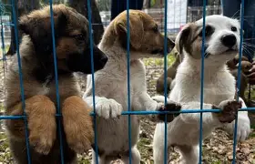 JORNADA DE ADOPCIÓN DE GATOS Y PERROS EN LA CIUDAD