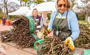 ESTA SEMANA SE REALIZA LA PODA Y ENTREGA DE ESQUEJES EN EL ROSEDAL