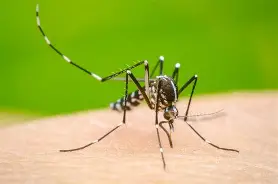 DÍA INTERNACIONAL DE LUCHA CONTRA EL DENGUE